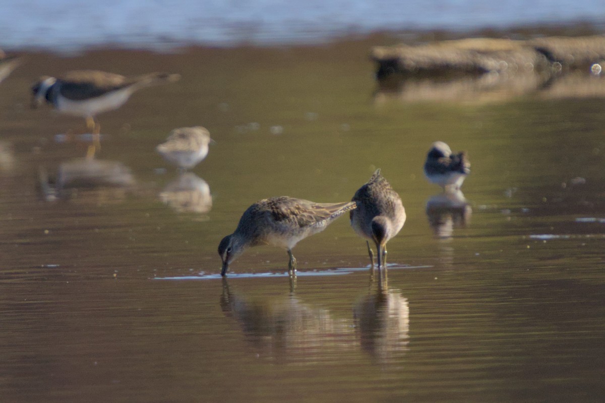 Kuliska oilagorra - ML644548117