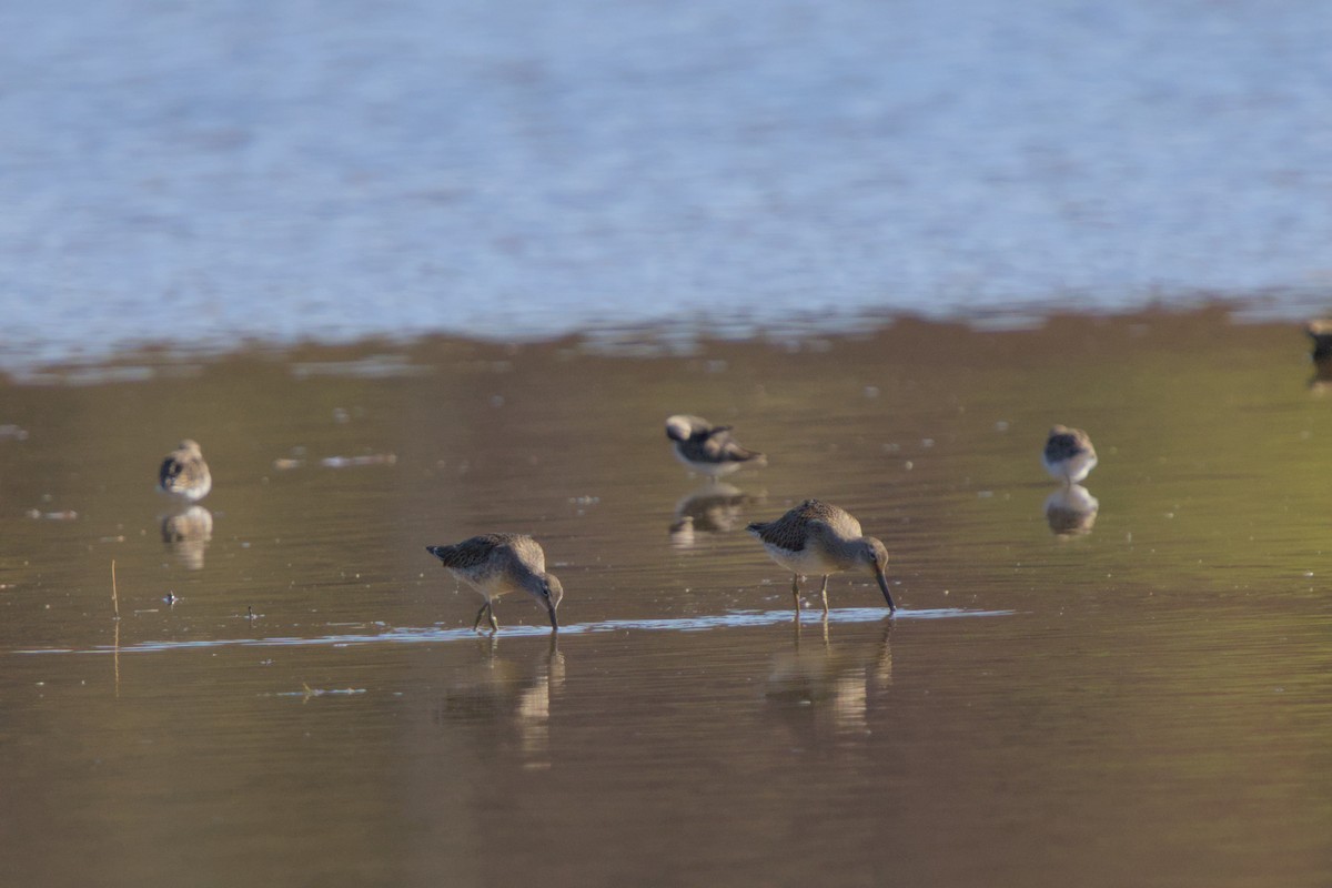 Kuliska oilagorra - ML644548118