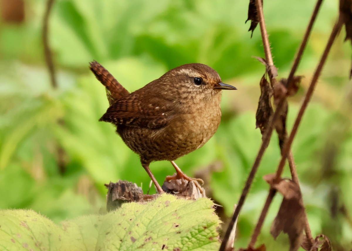Pacific Wren - ML644548119