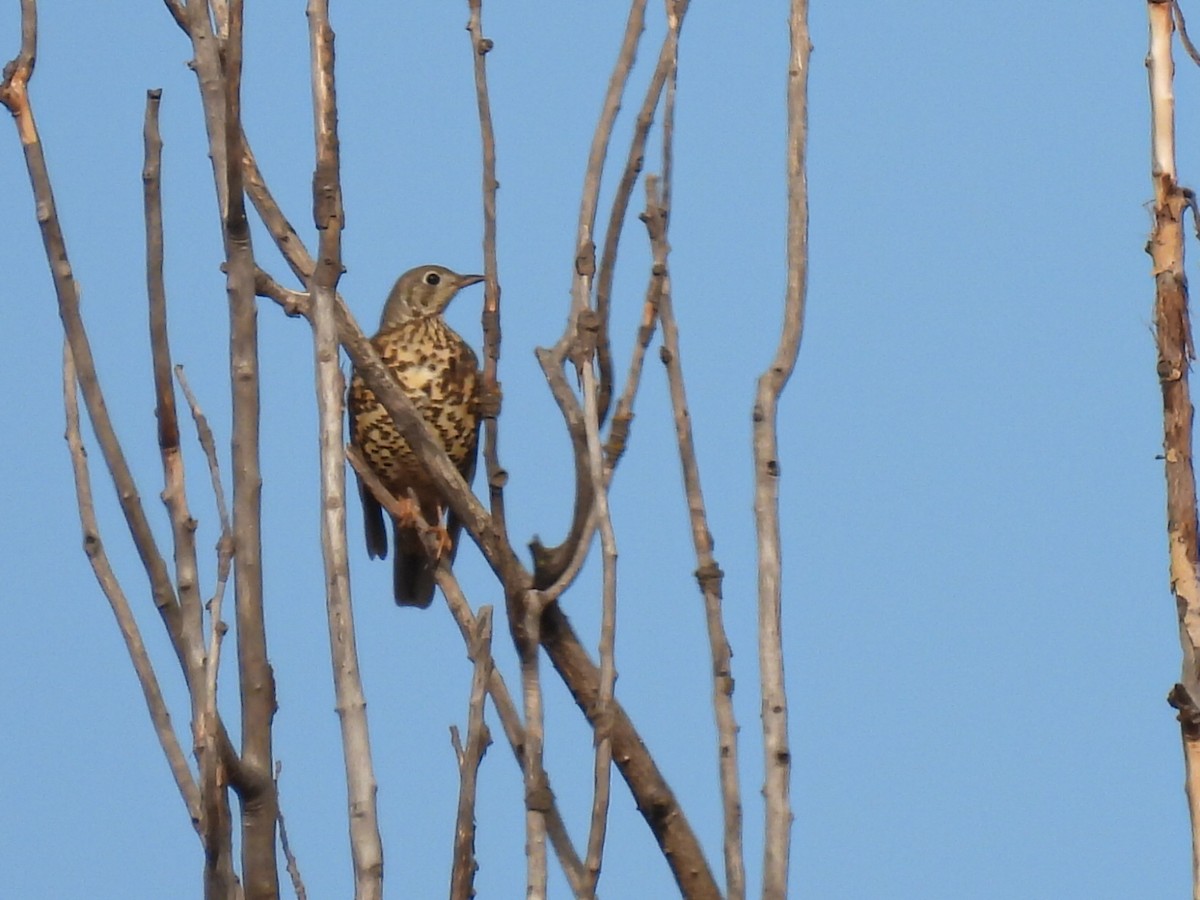 Garraztarro eurasiarra - ML644548123