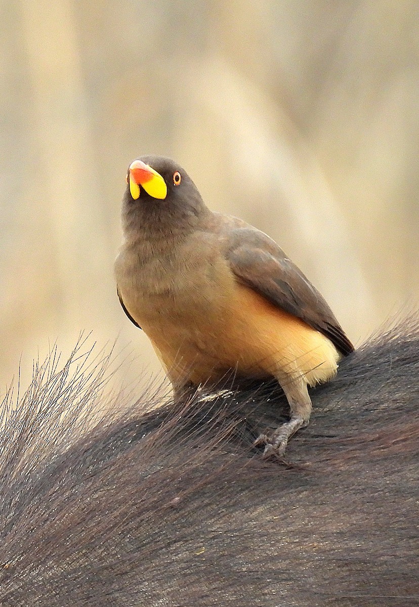 Yellow-billed Oxpecker - ML644548125