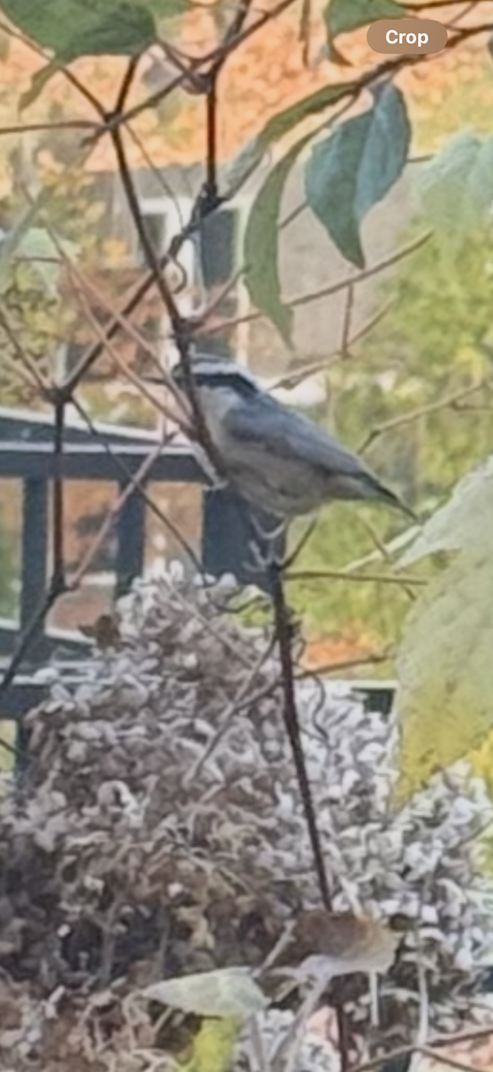 Red-breasted Nuthatch - ML644548129