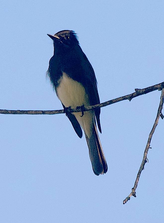 Black Phoebe - ML644548139
