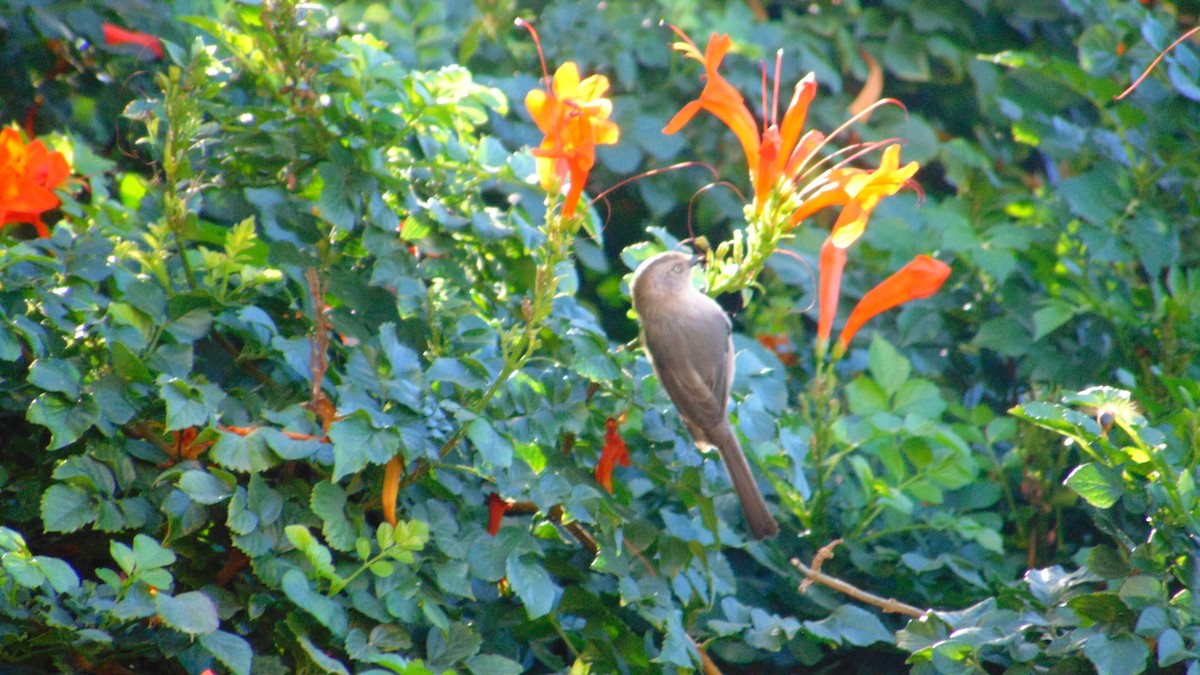 Bushtit - ML644548140