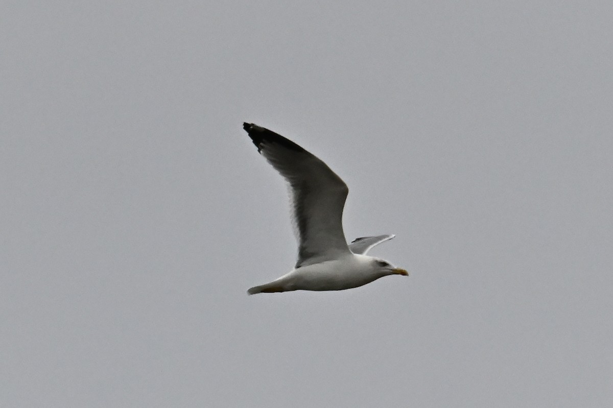 Kaio hankahoria - ML644548142