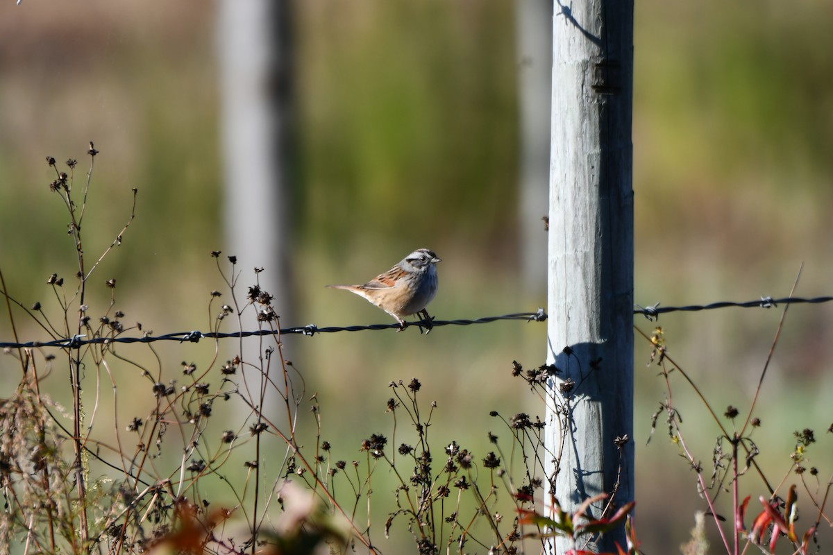 ヌマウタスズメ - ML644548143