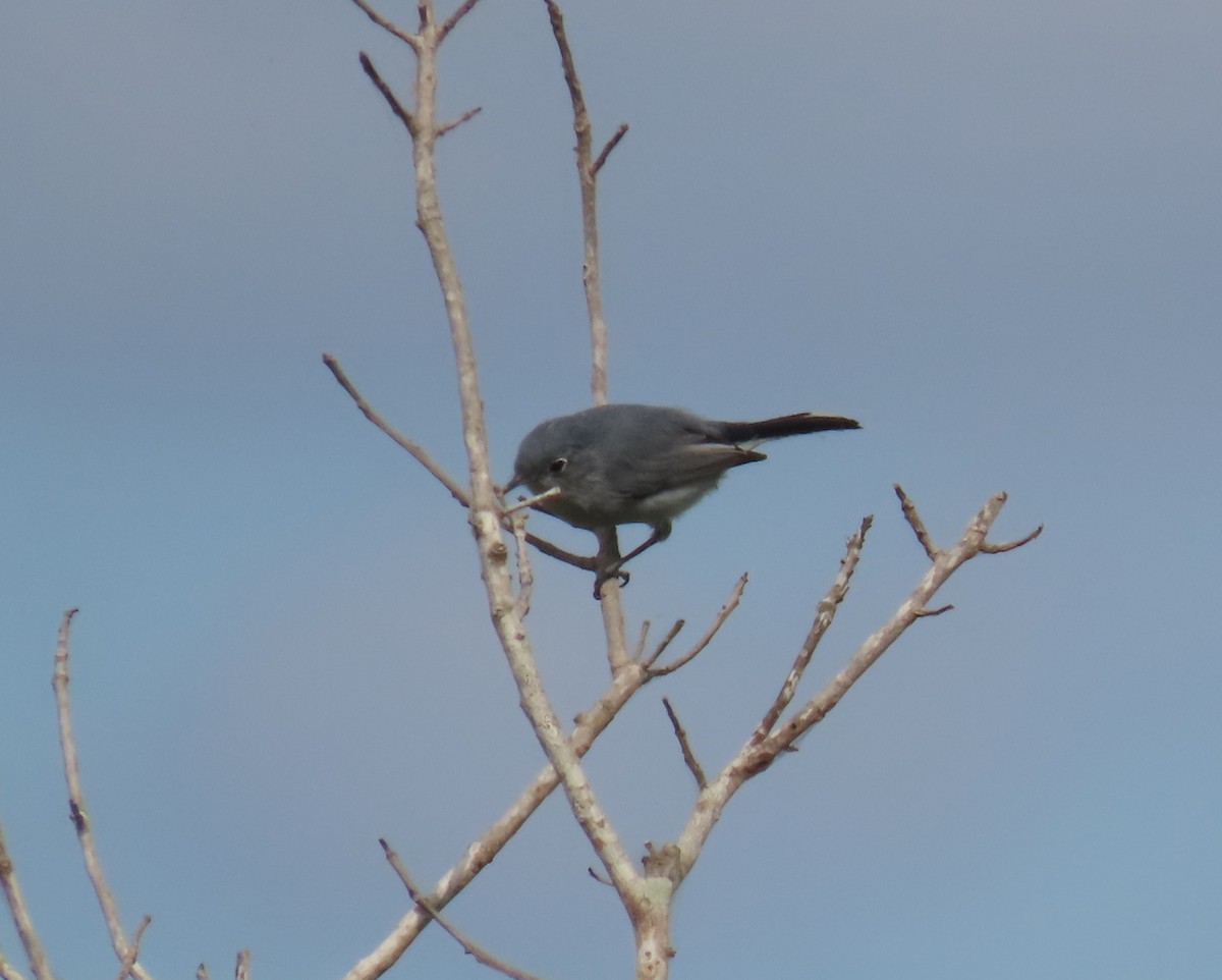 Blue-gray Gnatcatcher - ML644548149