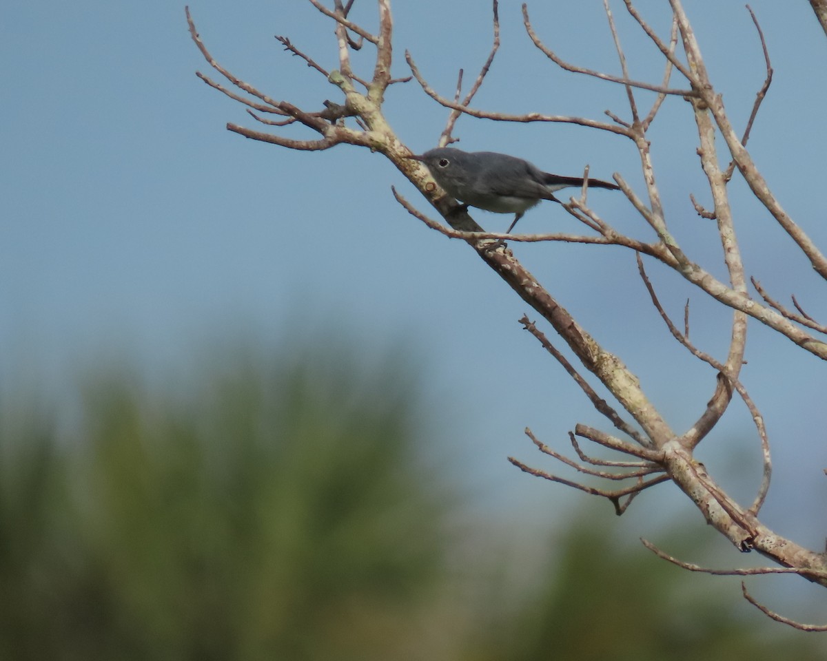 Blue-gray Gnatcatcher - ML644548150