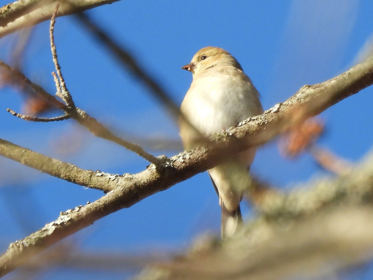 American Goldfinch - ML644548152