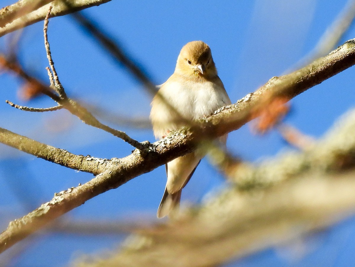 American Goldfinch - ML644548153