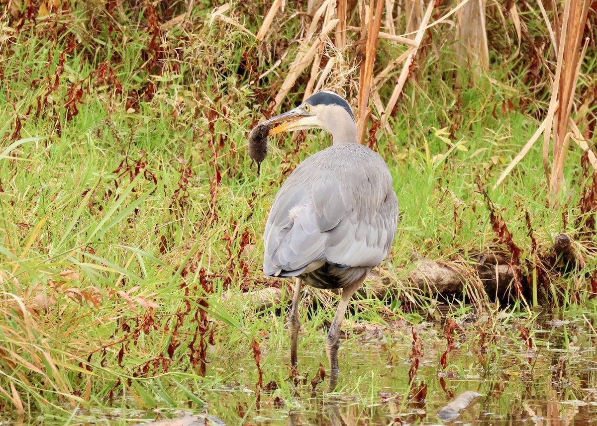 Great Blue Heron - ML644548154