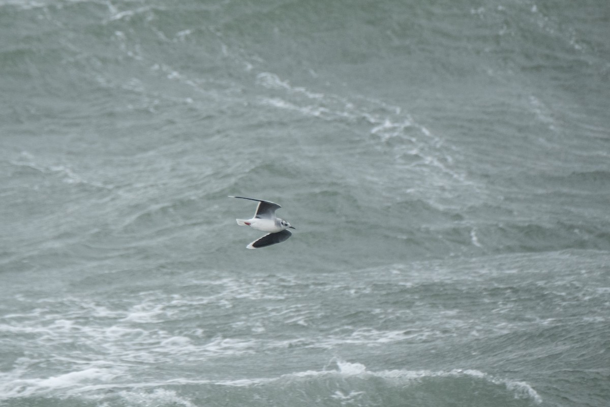 Little Gull - ML644548156