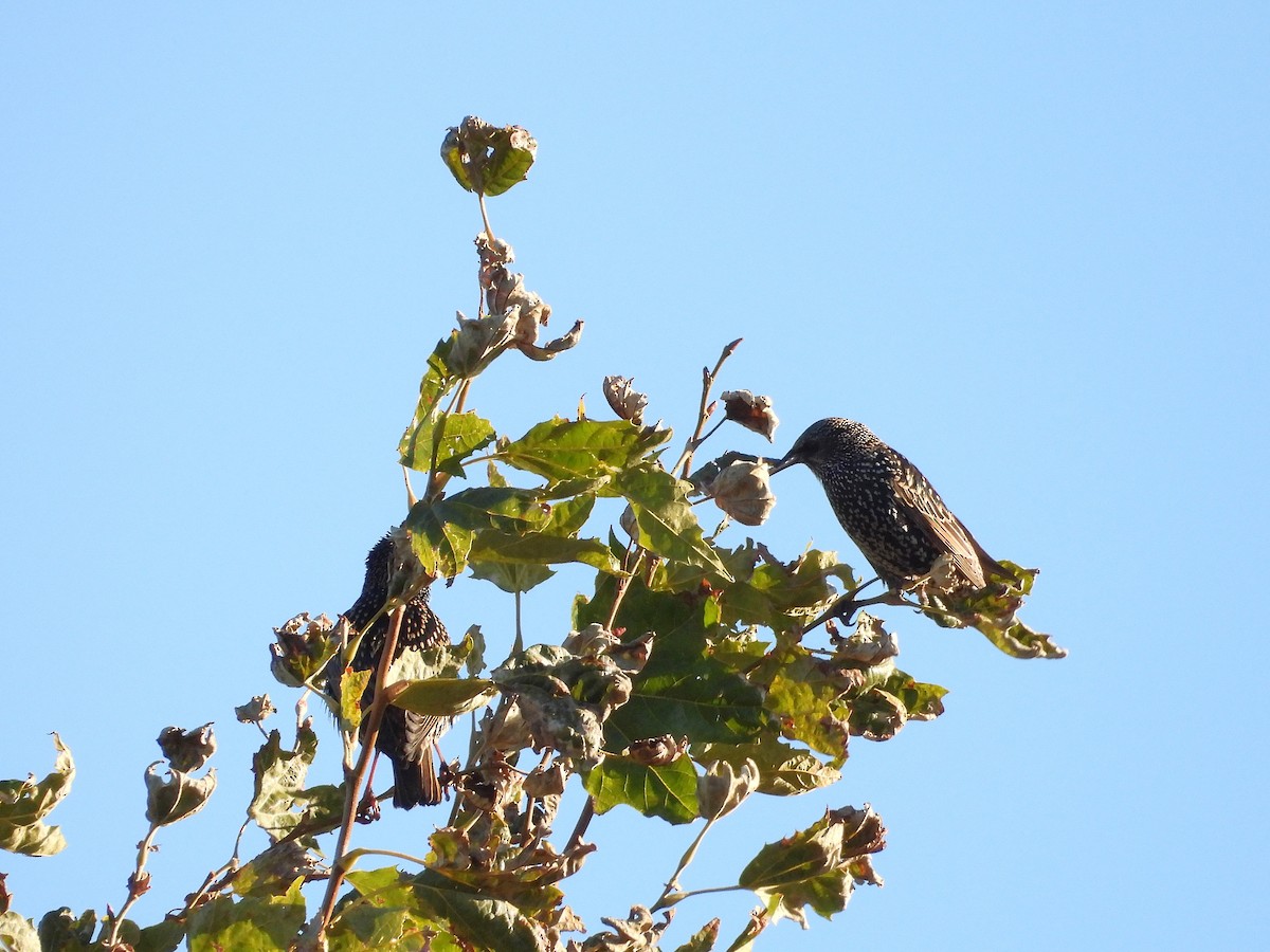 European Starling - ML644548157