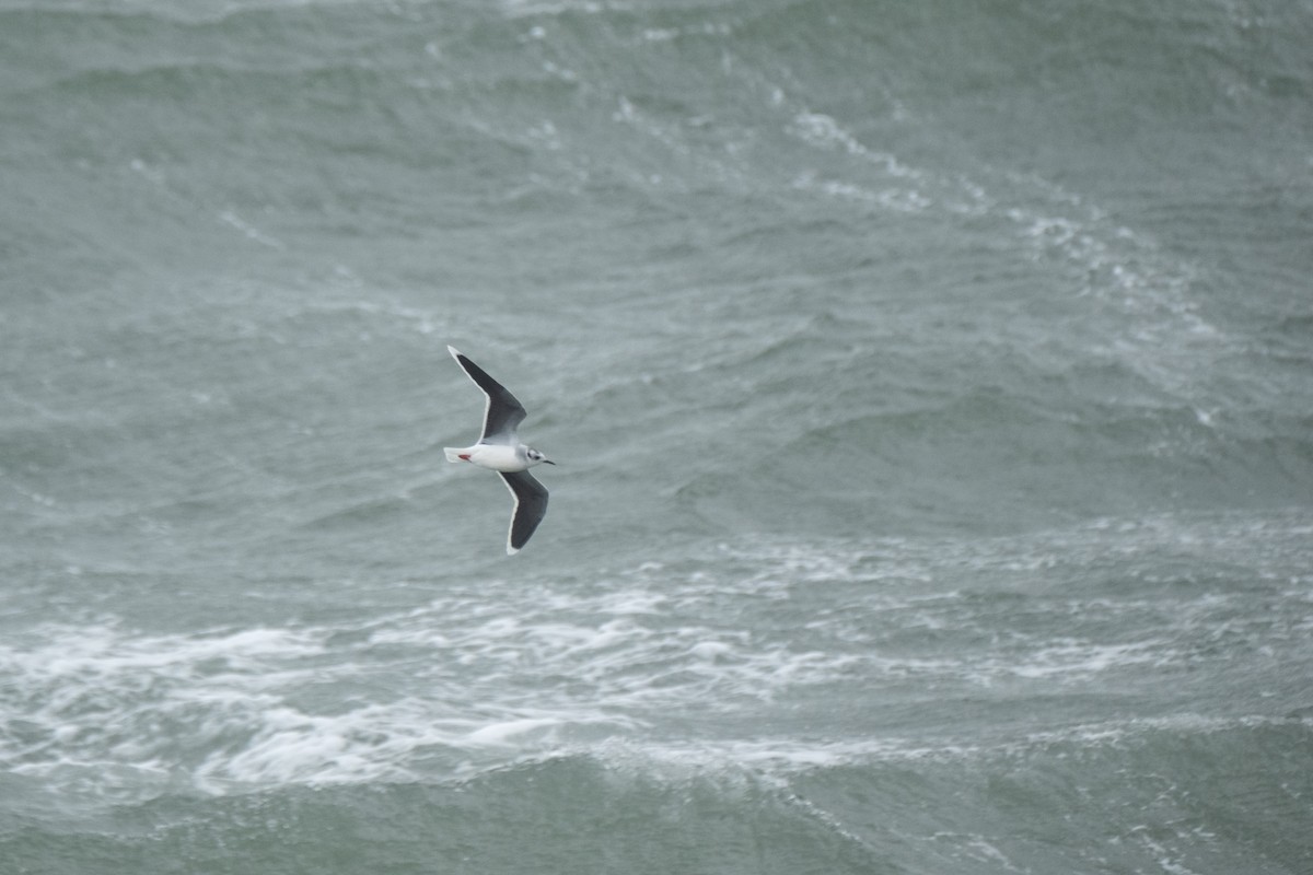 Little Gull - ML644548158