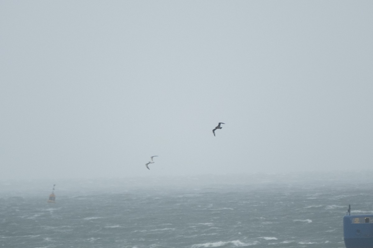 キタオオトウゾクカモメ - ML644548165