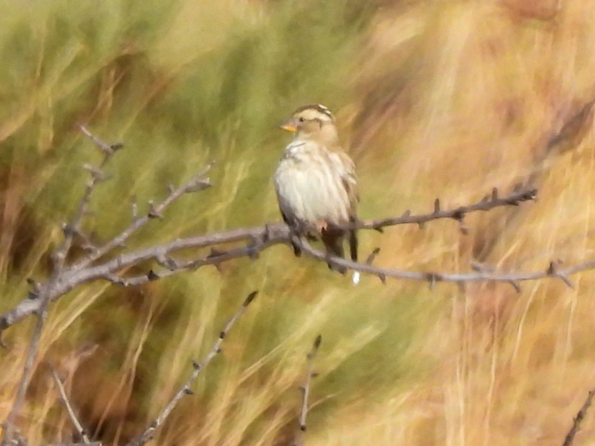 Harkaitz-txolarre arrunta - ML644548167