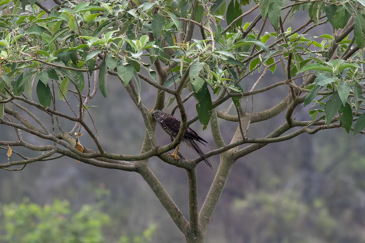 Autour australien - ML644548171