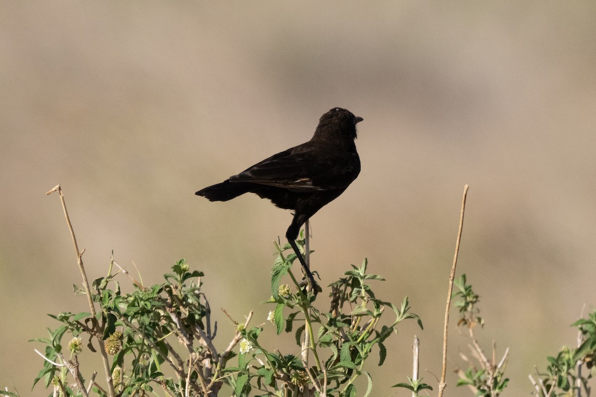 Northern Anteater-Chat - ML644548172
