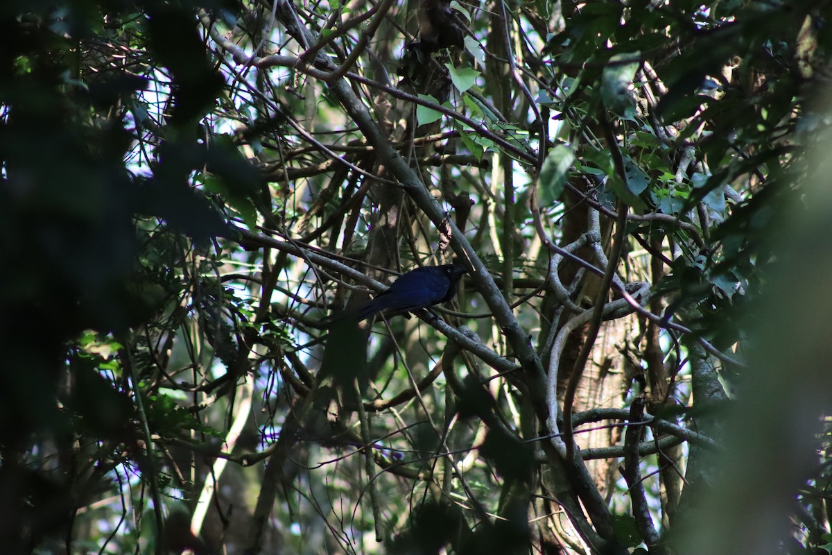 Ani des palétuviers - ML644548180