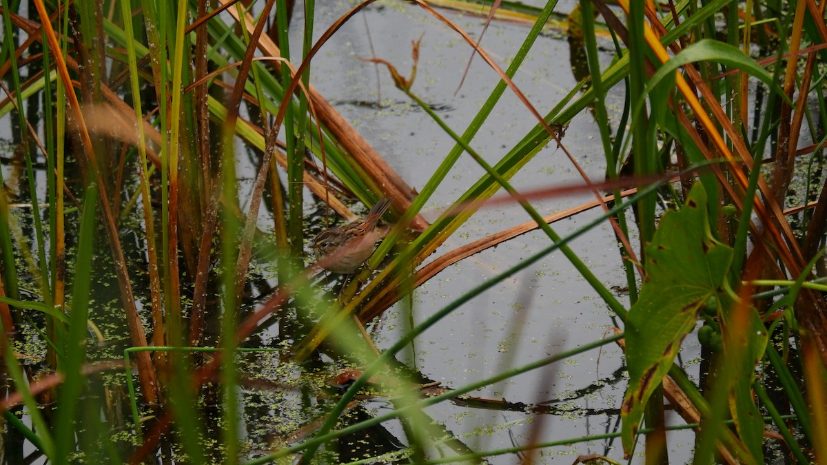 ヌマウタスズメ - ML644548182