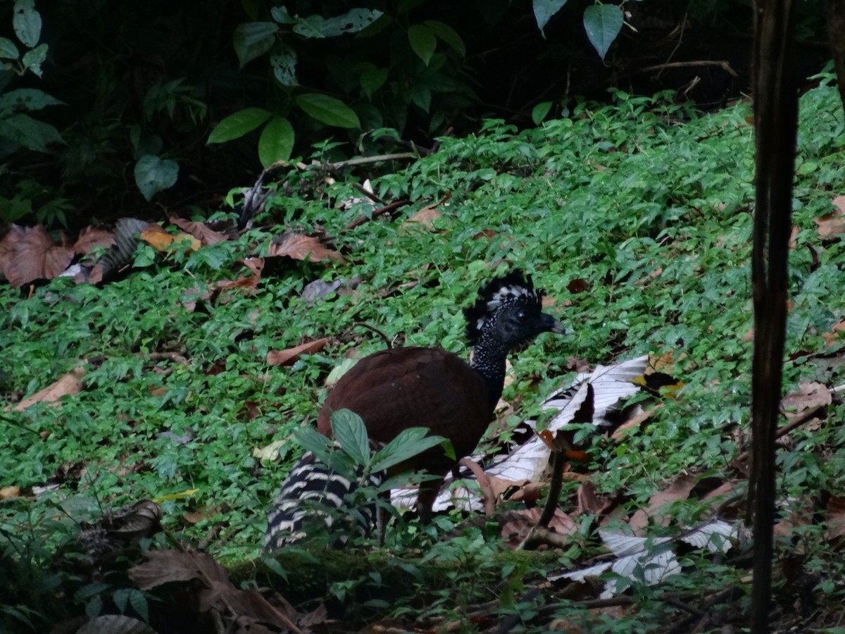 Кракс великий - ML644548189