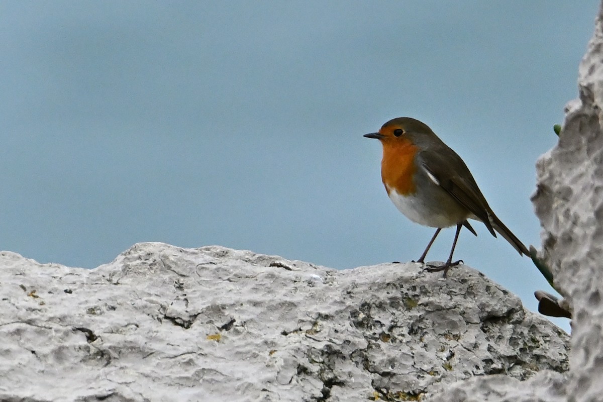 Txantxangorria - ML644548194