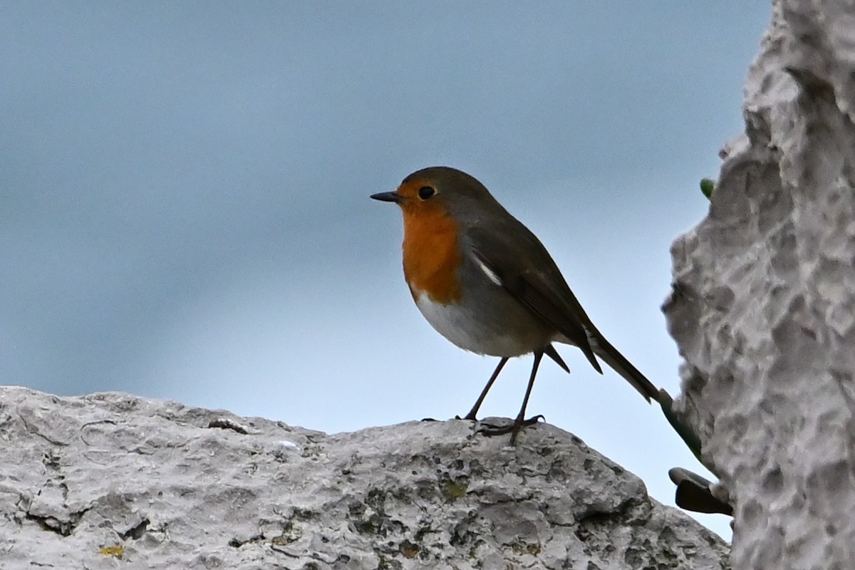 Txantxangorria - ML644548195