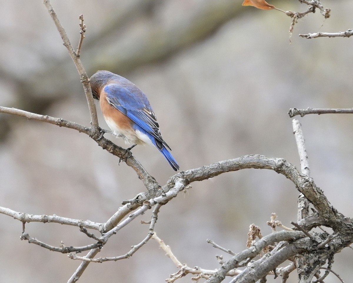 salašník modrý - ML644548202