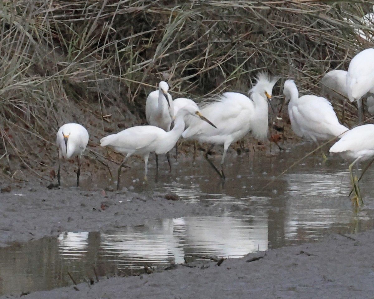 volavka bělostná - ML644548207