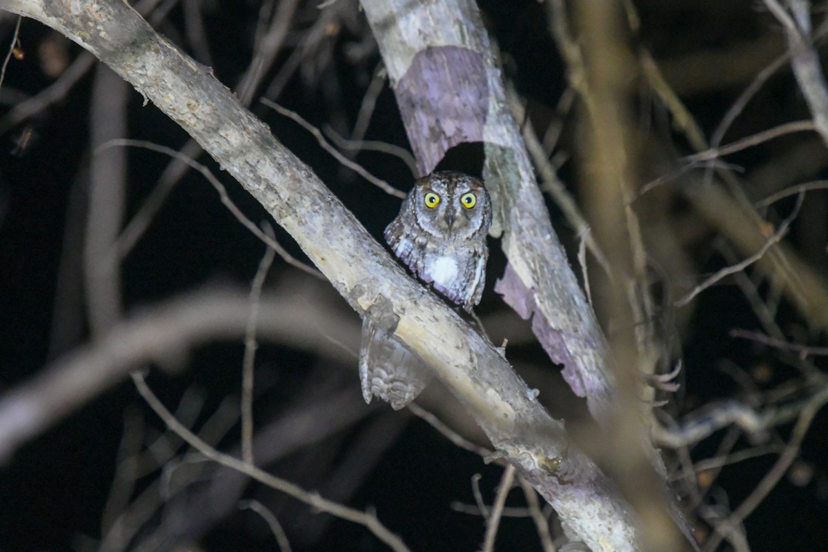 African Scops-Owl (African) - ML644548211