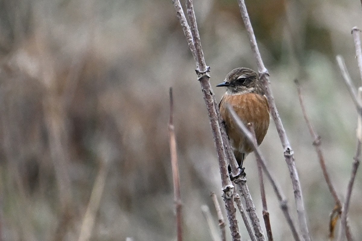 Трав'янка чорноголова - ML644548216