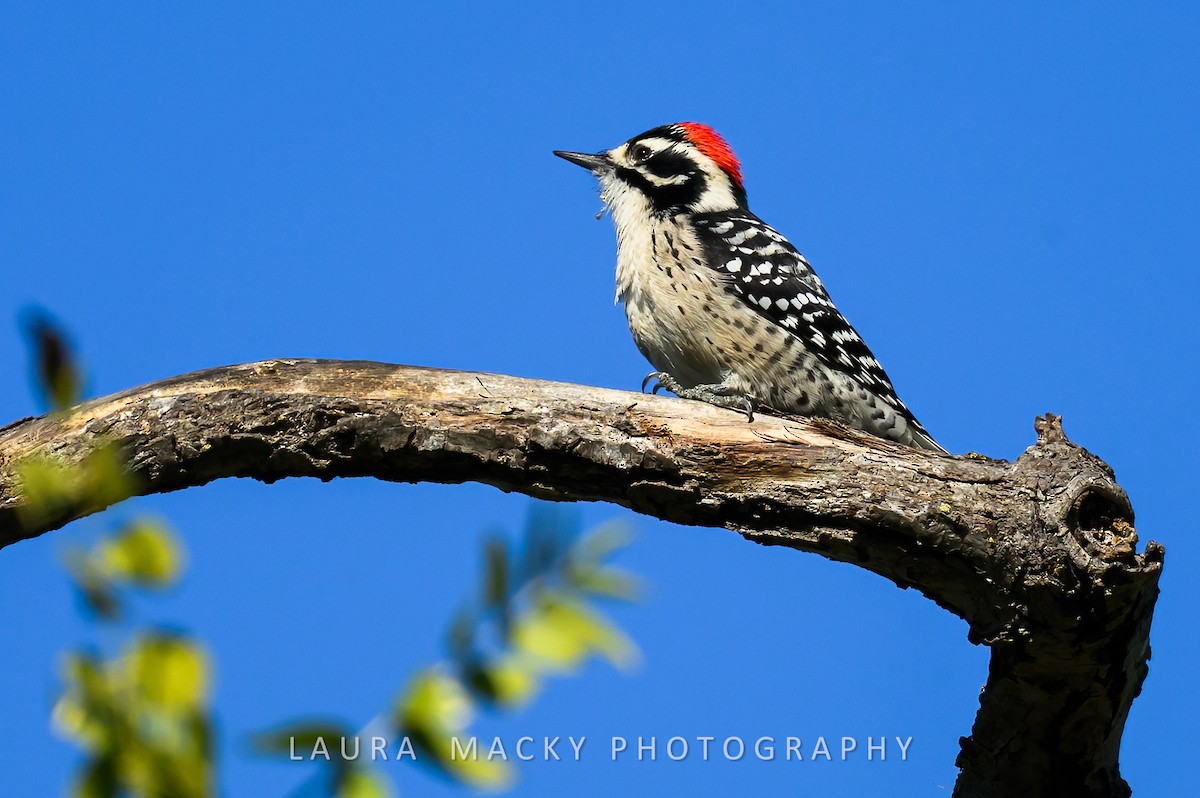 Nuttall's Woodpecker - ML644548219