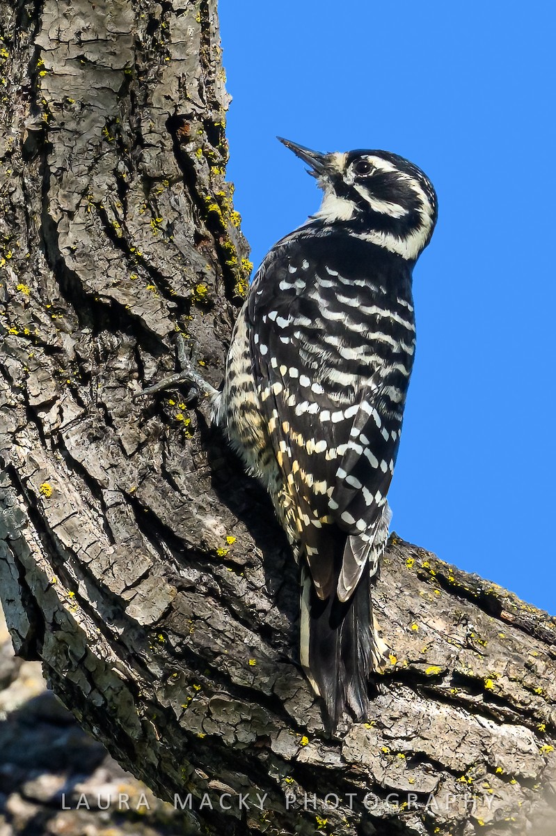 Nuttall's Woodpecker - ML644548220