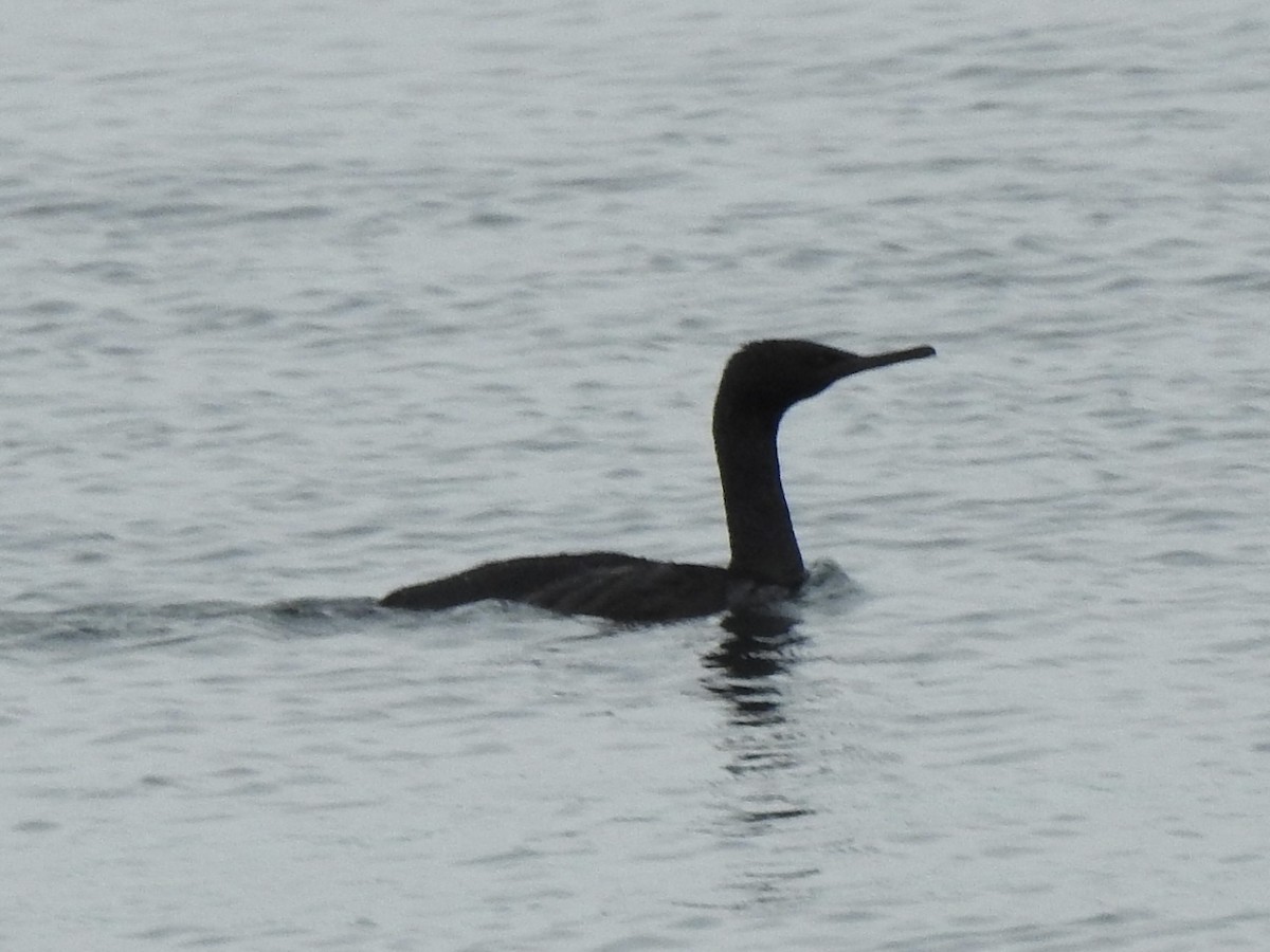 Pelagic Cormorant - ML644548227