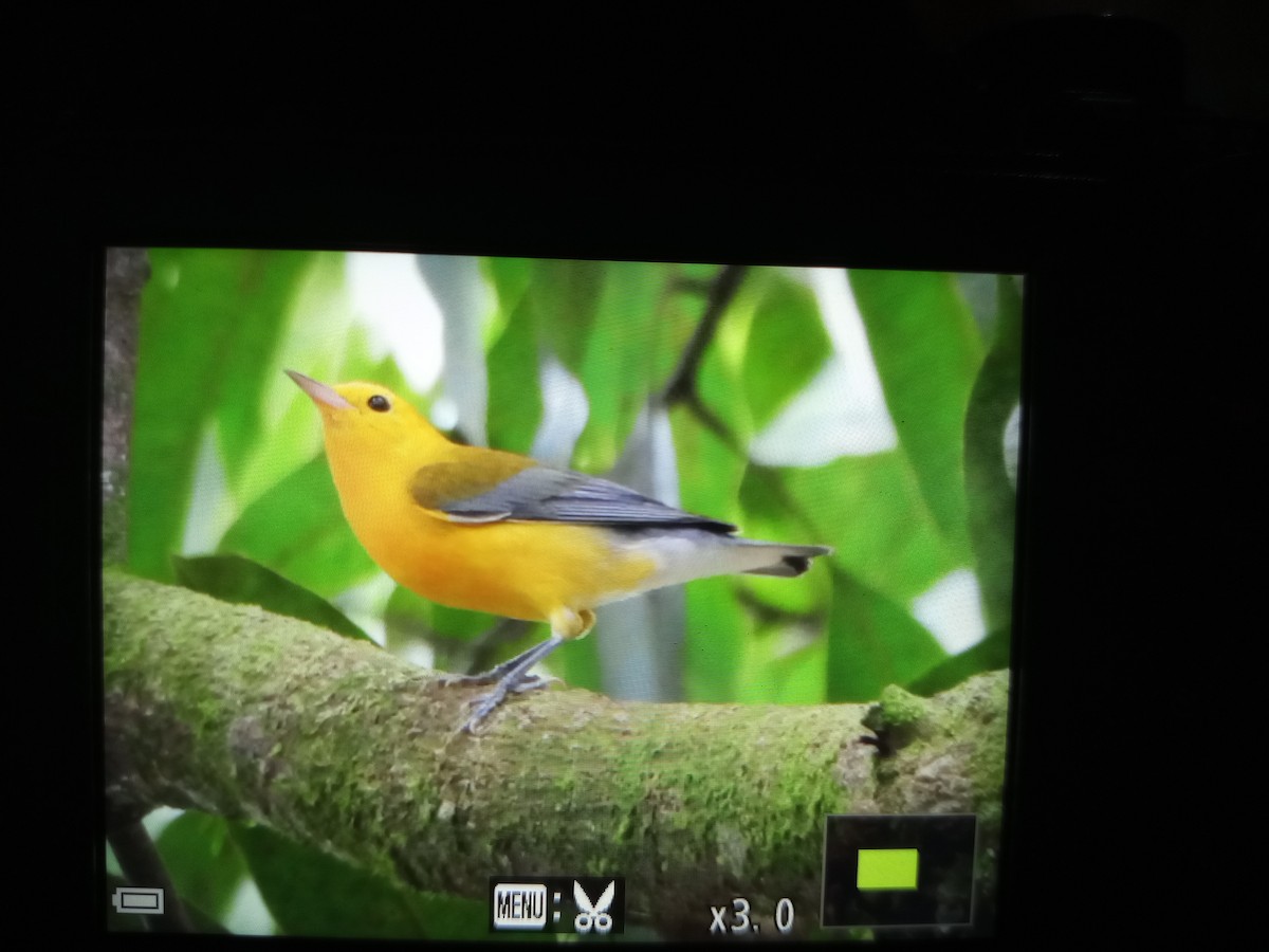 lesňáček zlatý - ML644548229