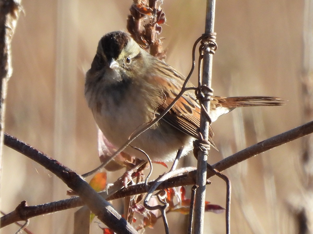 ヌマウタスズメ - ML644548257