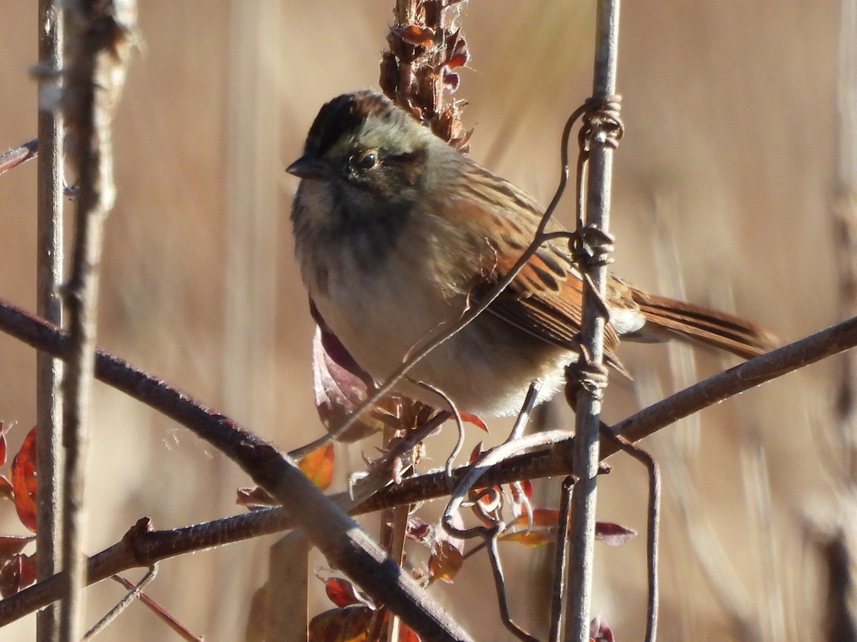 ヌマウタスズメ - ML644548258