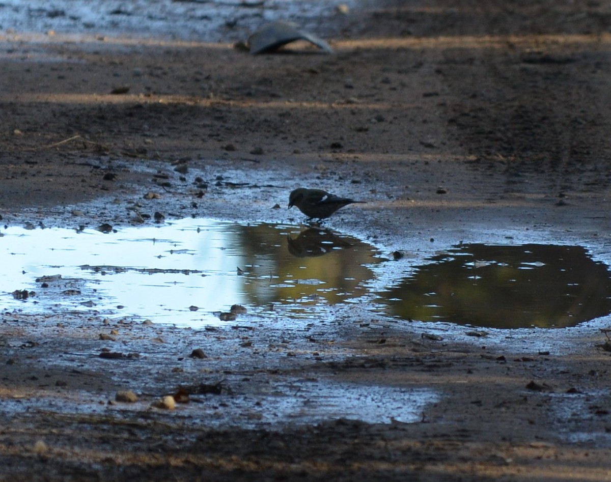 White-winged Crossbill - ML644548259
