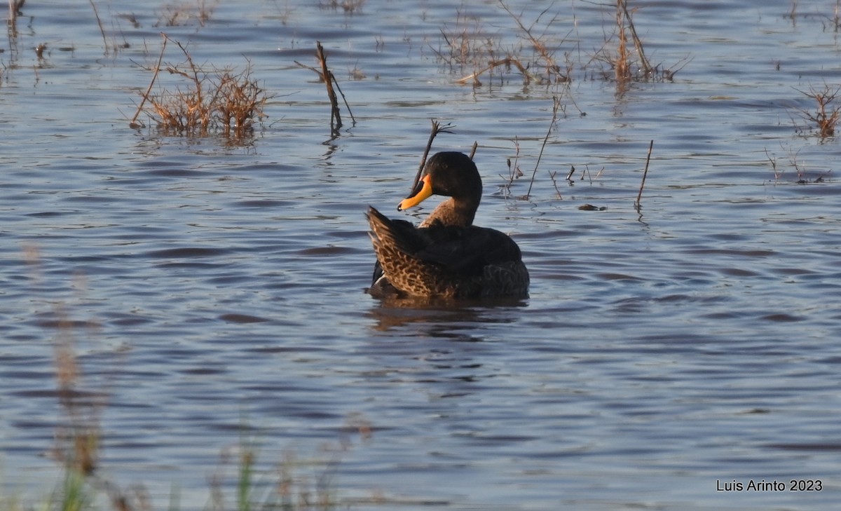 Yellow-billed Duck - ML644548260