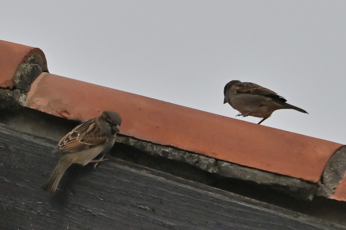 Etxe-txolarrea - ML644548261