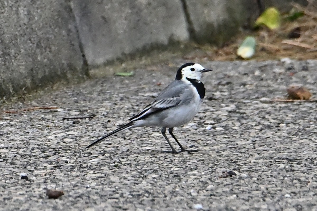 Buztanikara zuria - ML644548269