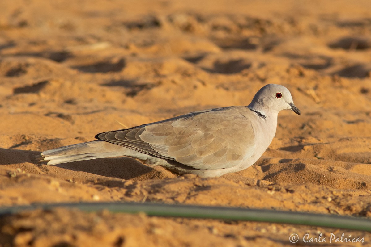Eurasian Collared-Dove - ML644548271