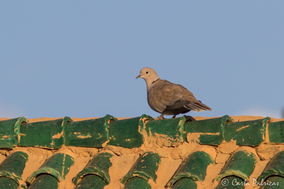 Eurasian Collared-Dove - ML644548280