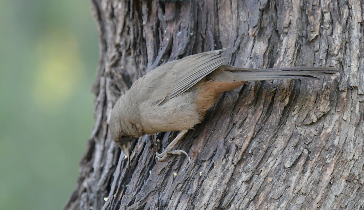 Tohi d'Abert - ML644548281