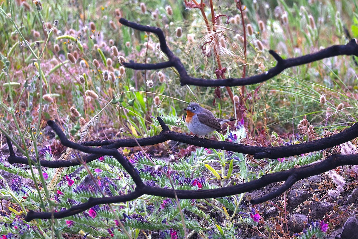 lejsek malý - ML644548284