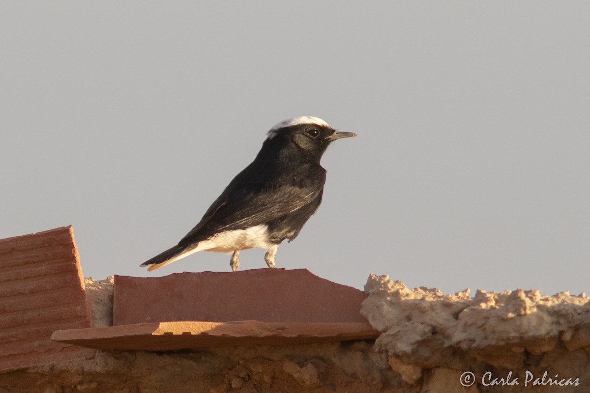 Saharasteinschmätzer - ML644548290