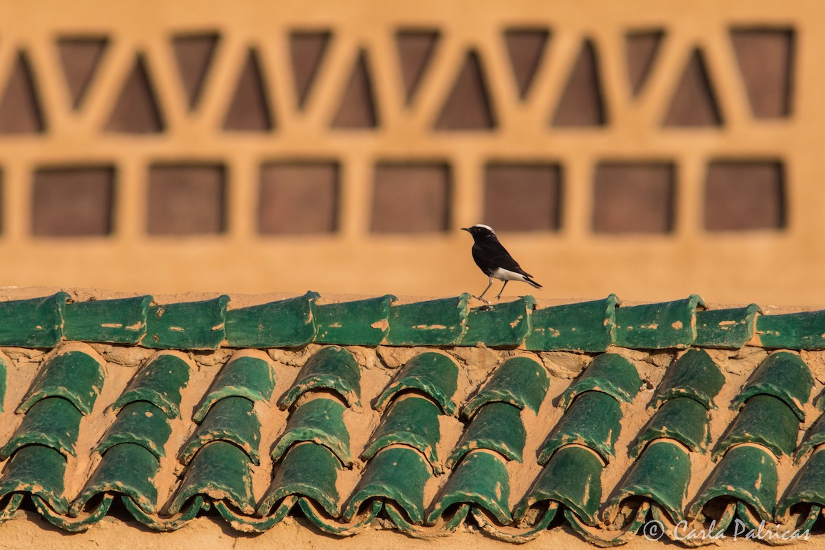 Saharasteinschmätzer - ML644548293