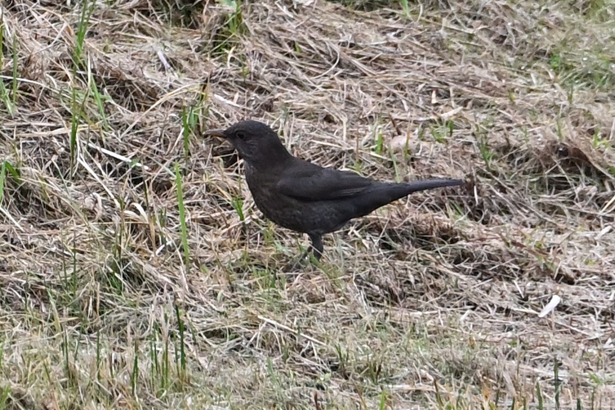 Zozo arrunta - ML644548301