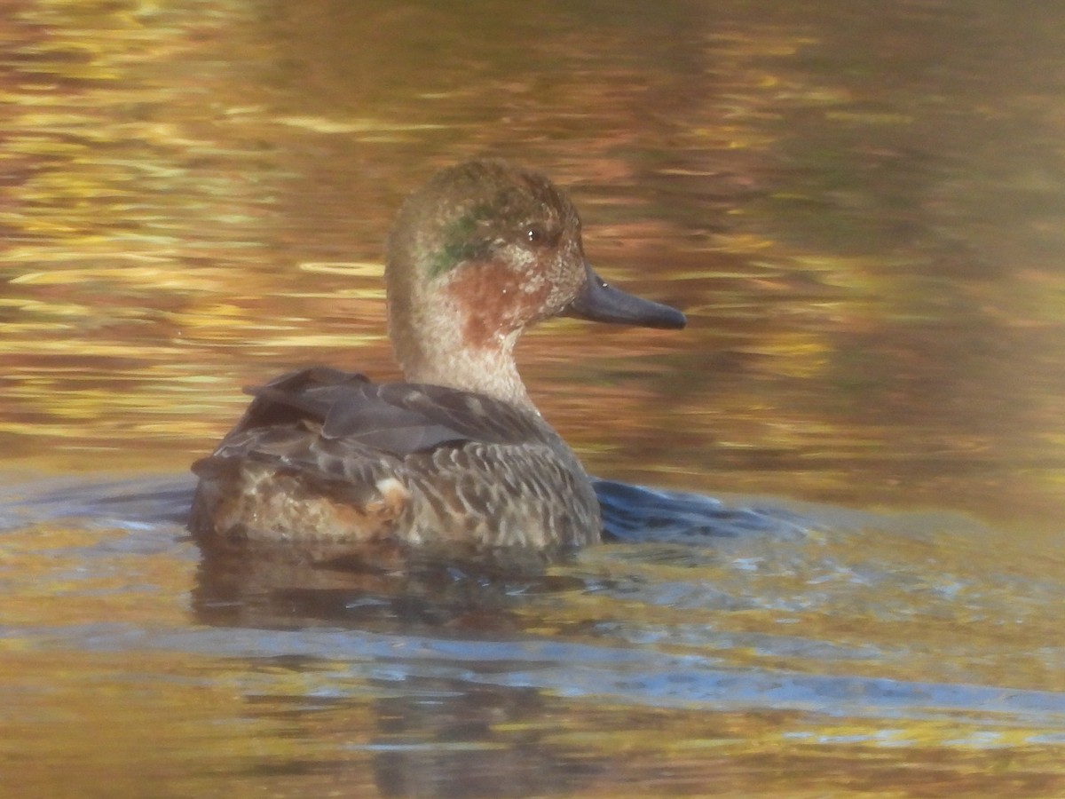 krikkand - ML644548303