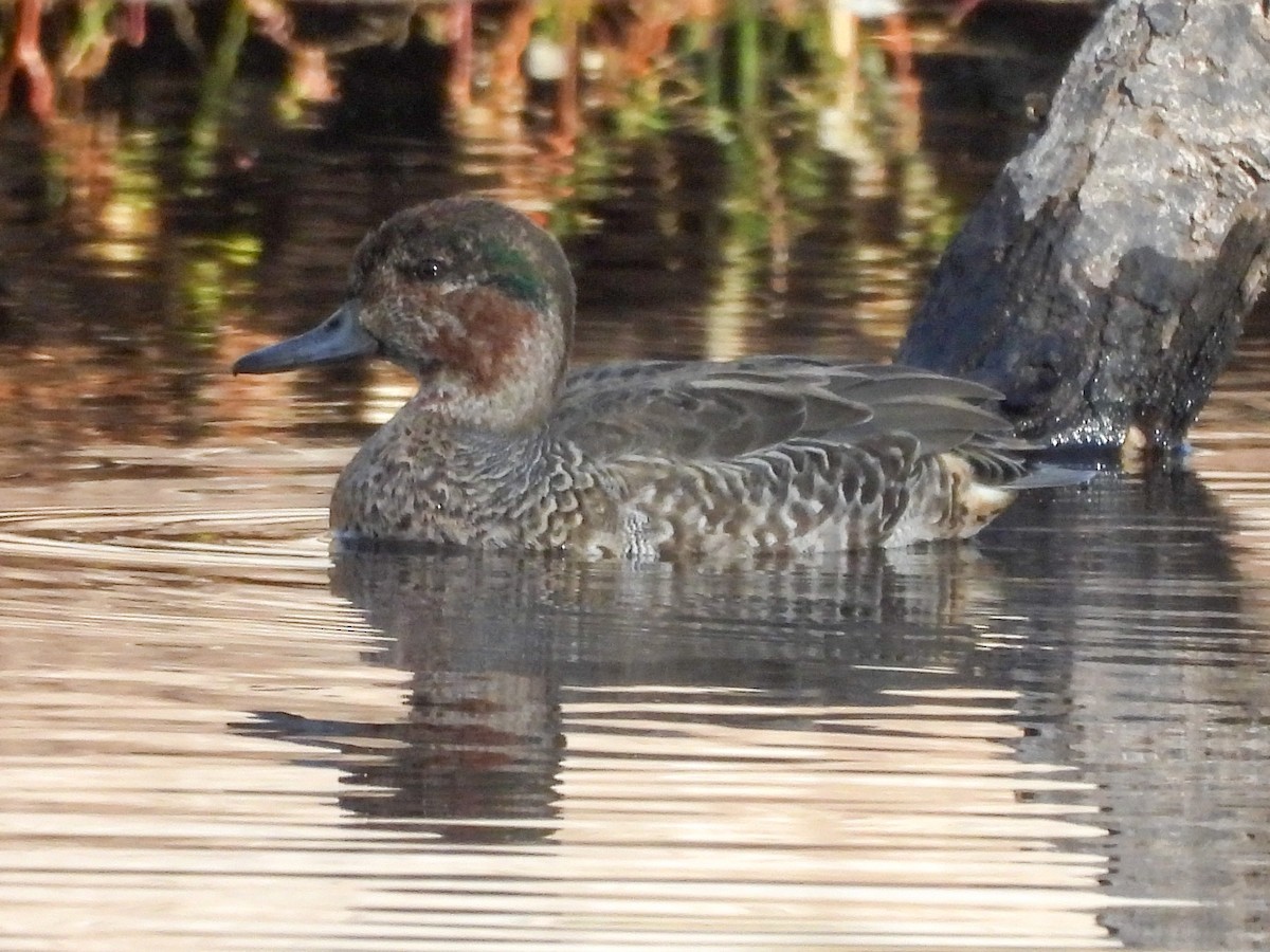 krikkand - ML644548304